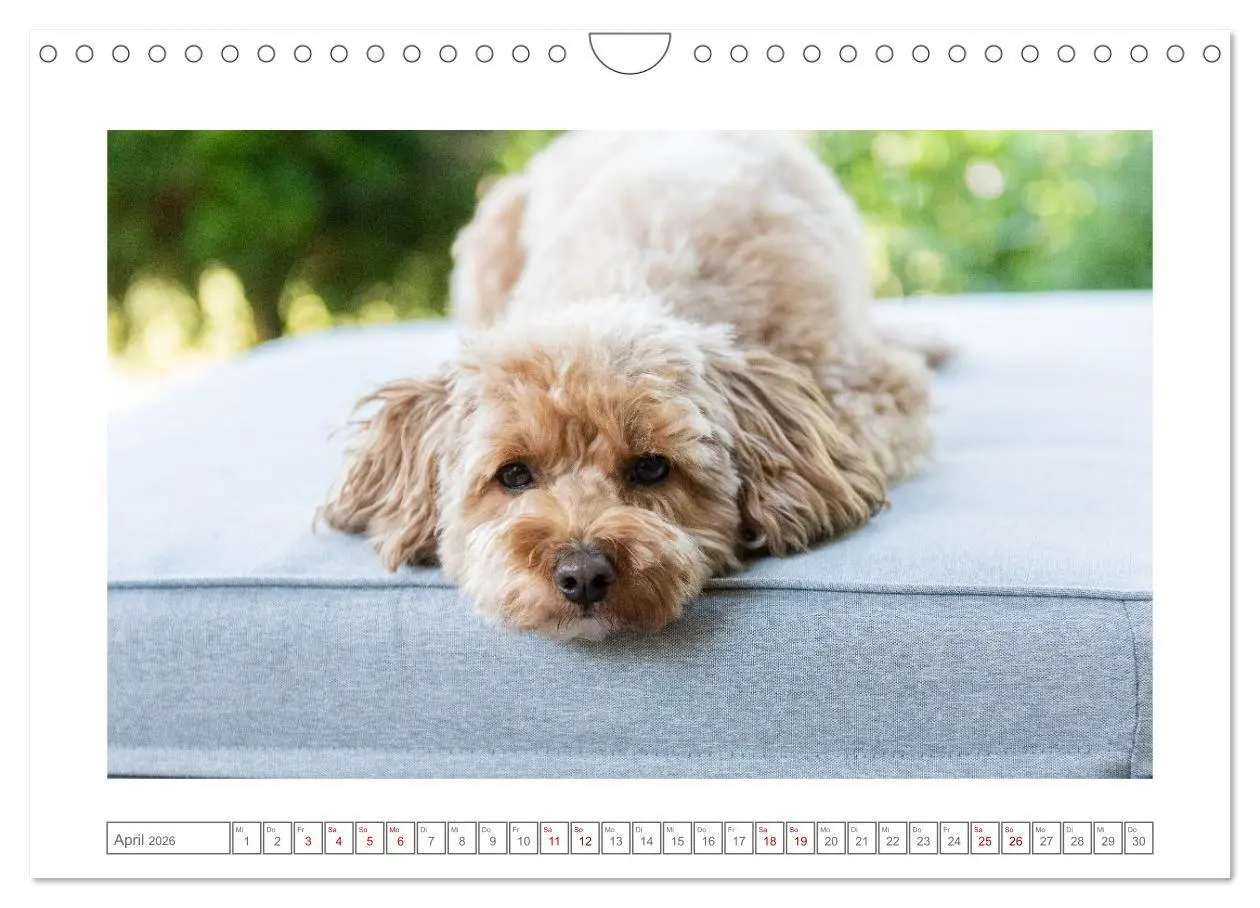 Bild: 9783516662368 | Maltipoo - Malteser -Pudel (Wandkalender 2026 DIN A4 quer),...