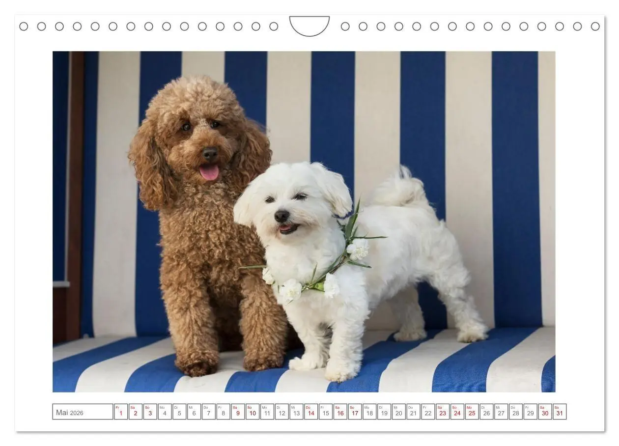 Bild: 9783516662368 | Maltipoo - Malteser -Pudel (Wandkalender 2026 DIN A4 quer),...