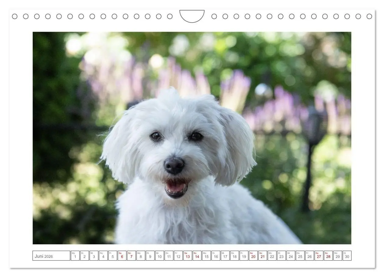 Bild: 9783516662368 | Maltipoo - Malteser -Pudel (Wandkalender 2026 DIN A4 quer),...