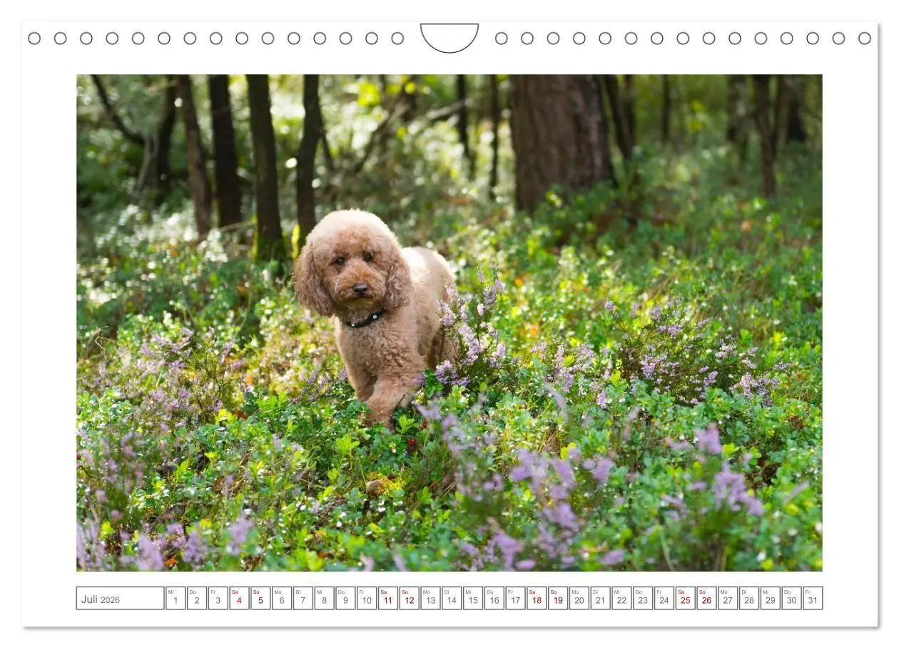 Bild: 9783516662368 | Maltipoo - Malteser -Pudel (Wandkalender 2026 DIN A4 quer),...