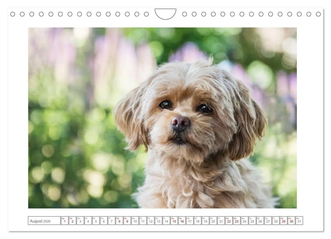Bild: 9783516662368 | Maltipoo - Malteser -Pudel (Wandkalender 2026 DIN A4 quer),...