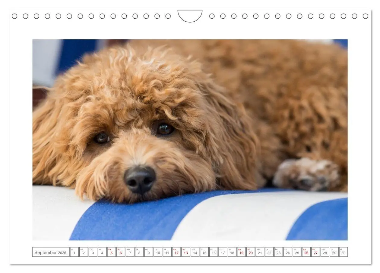 Bild: 9783516662368 | Maltipoo - Malteser -Pudel (Wandkalender 2026 DIN A4 quer),...