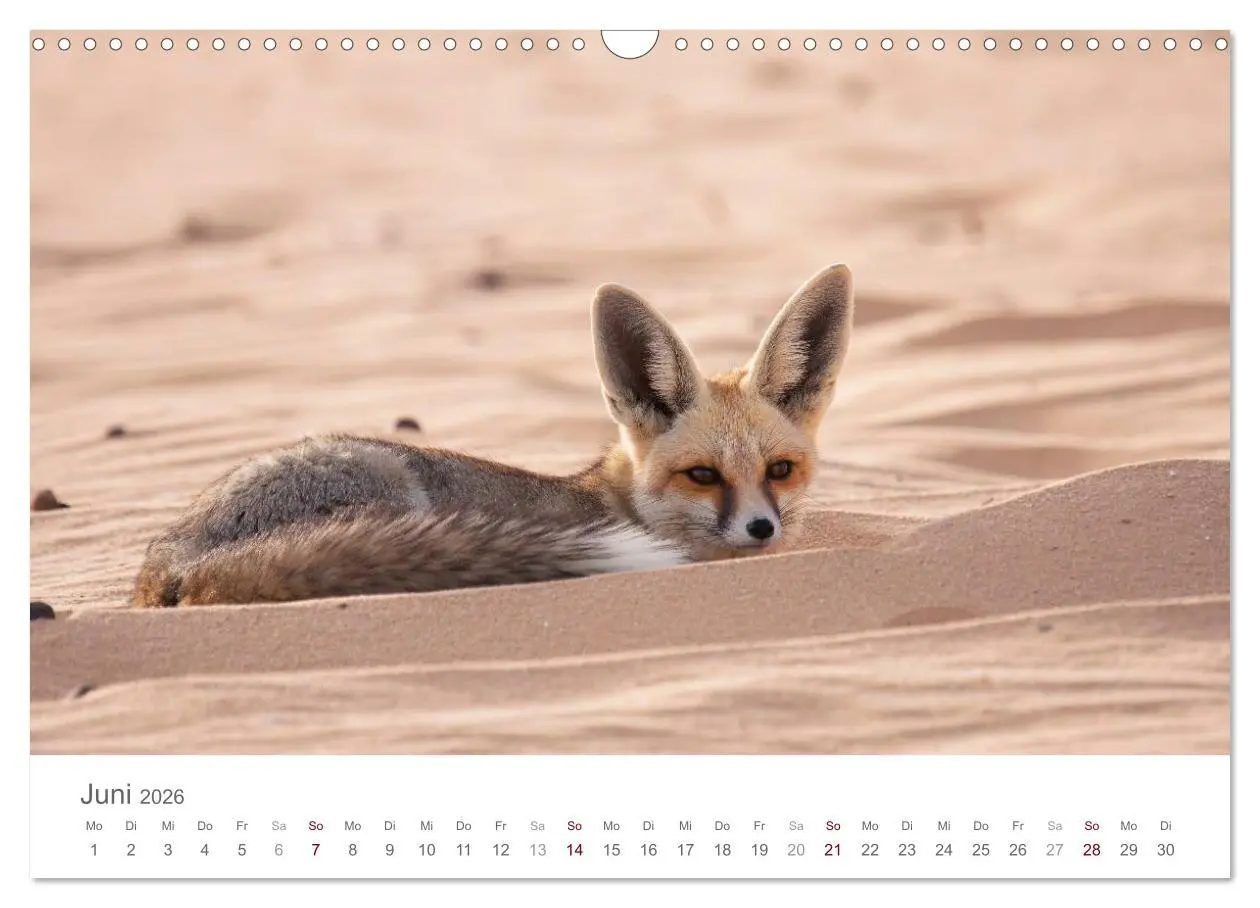 Bild: 9783516032468 | Impressionen - Weiße Wüste (Wandkalender 2026 DIN A3 quer),...