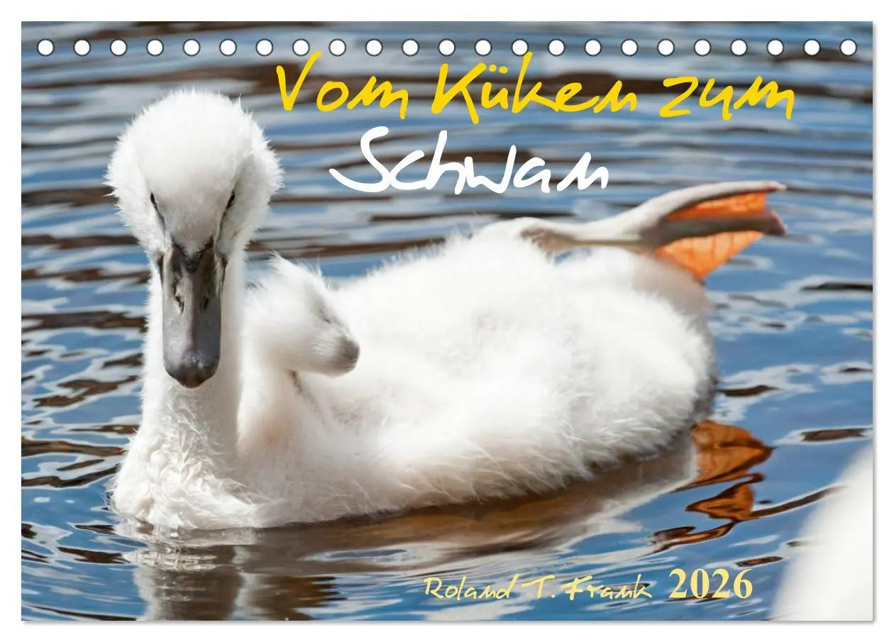 Cover: 9783516092868 | Vom Küken zum Schwan (Tischkalender 2026 DIN A5 quer), CALVENDO...