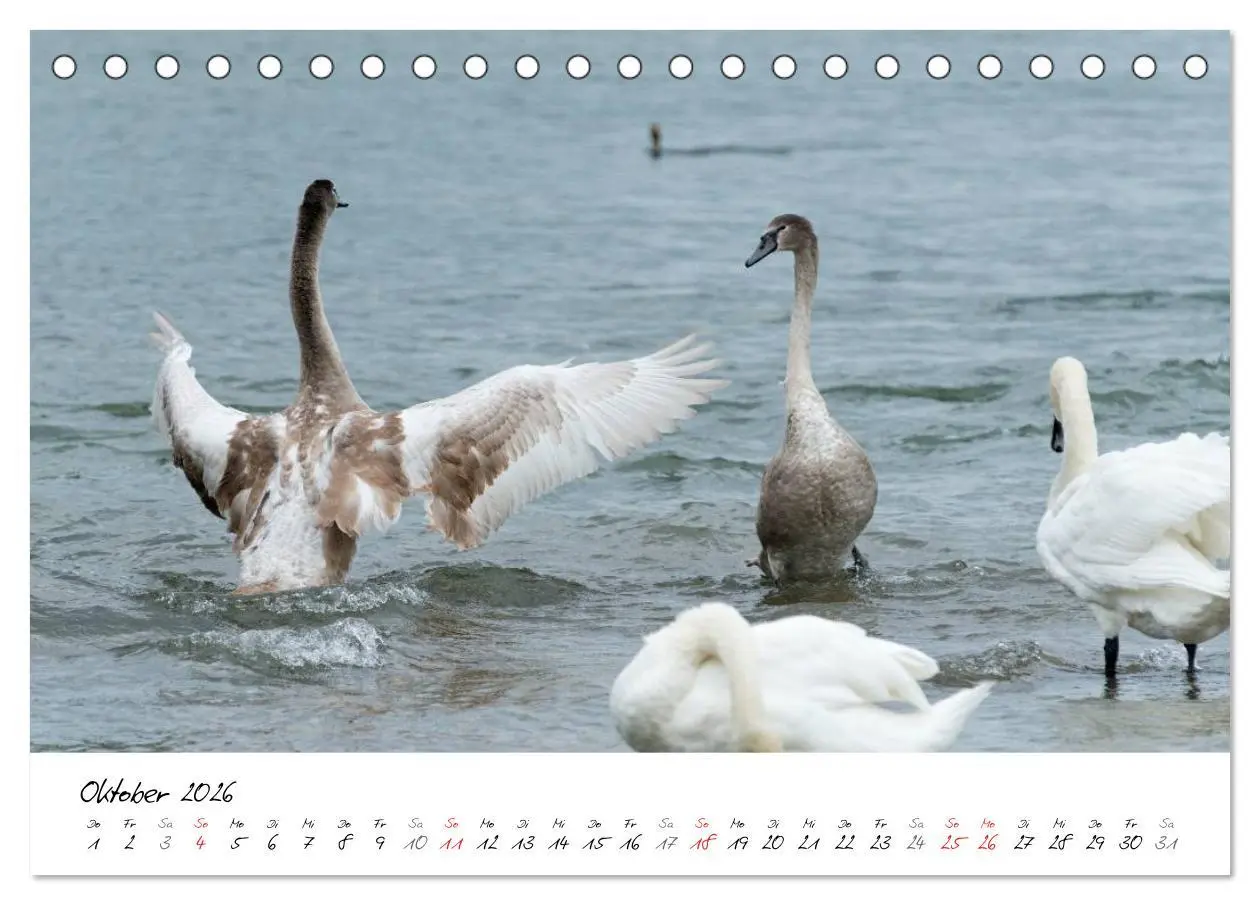 Bild: 9783516092868 | Vom Küken zum Schwan (Tischkalender 2026 DIN A5 quer), CALVENDO...