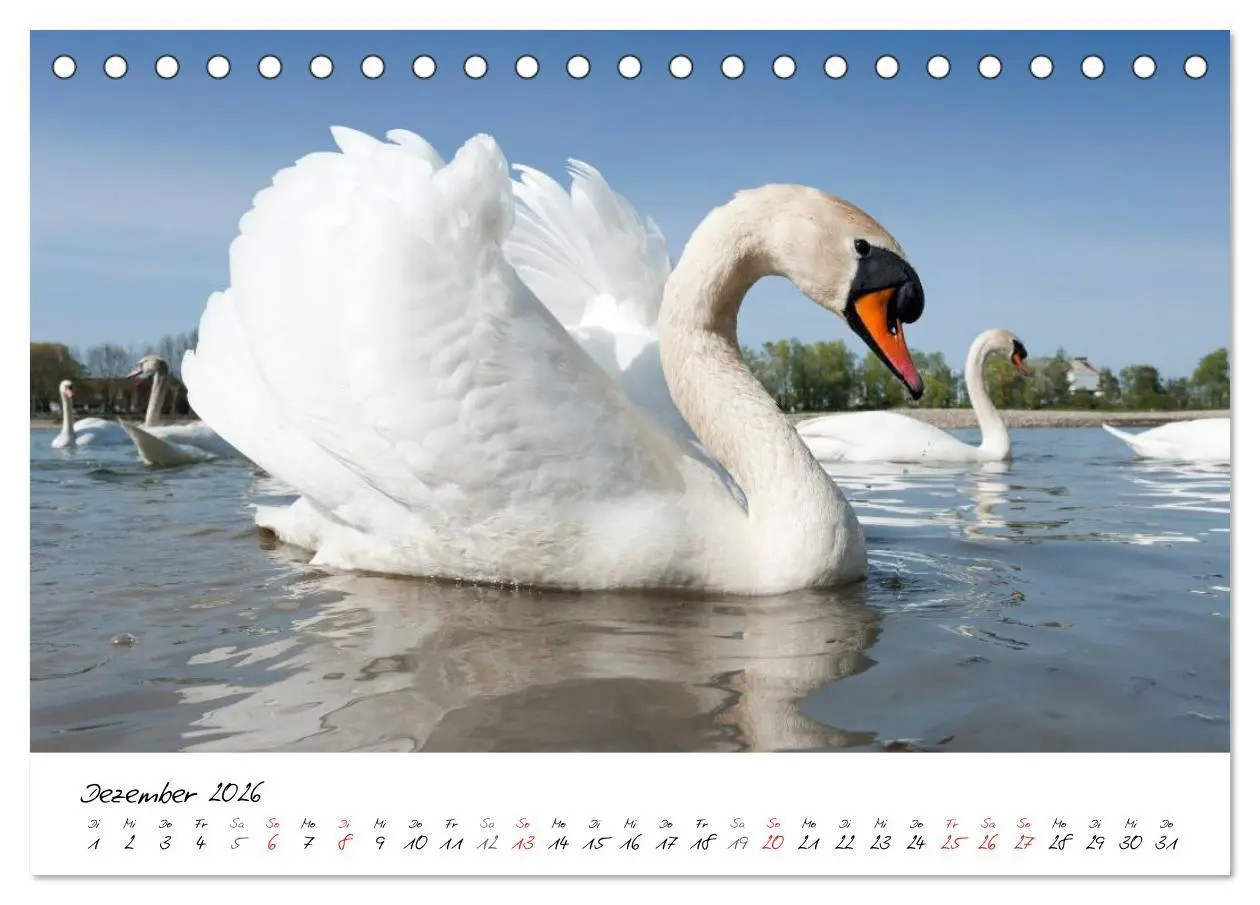 Bild: 9783516092868 | Vom Küken zum Schwan (Tischkalender 2026 DIN A5 quer), CALVENDO...