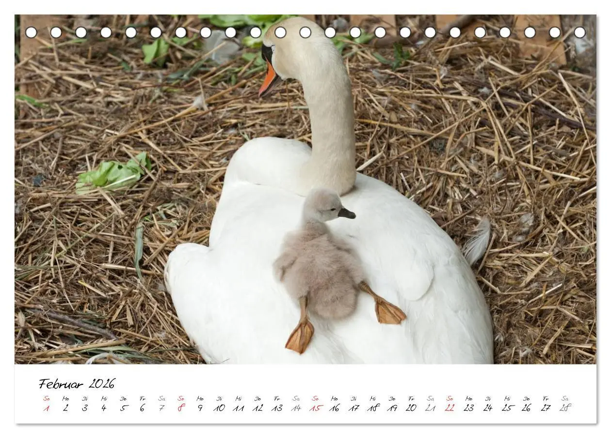 Bild: 9783516092868 | Vom Küken zum Schwan (Tischkalender 2026 DIN A5 quer), CALVENDO...