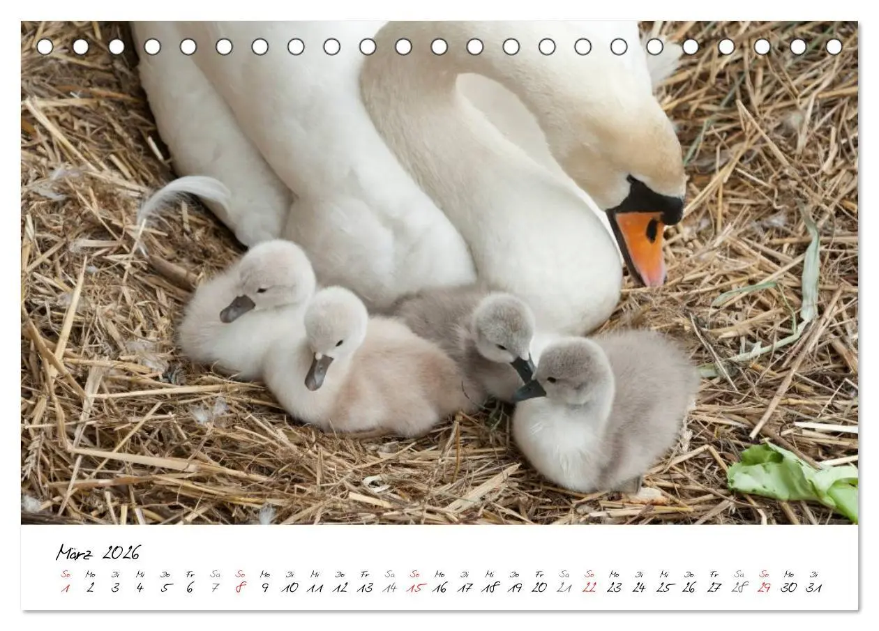 Bild: 9783516092868 | Vom Küken zum Schwan (Tischkalender 2026 DIN A5 quer), CALVENDO...