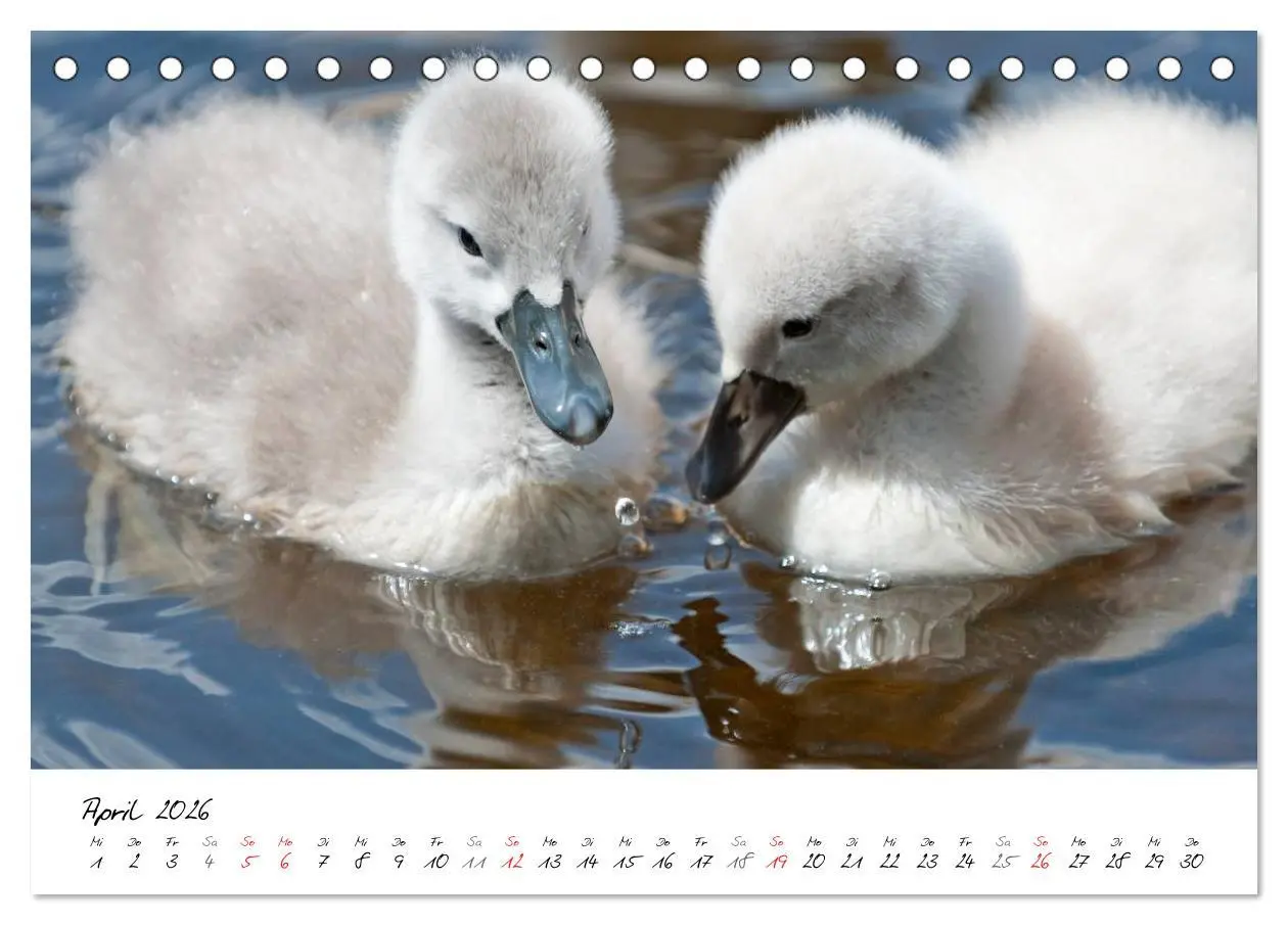 Bild: 9783516092868 | Vom Küken zum Schwan (Tischkalender 2026 DIN A5 quer), CALVENDO...