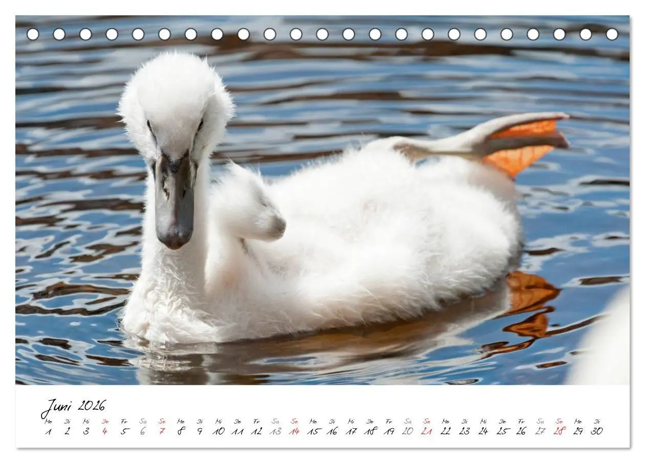 Bild: 9783516092868 | Vom Küken zum Schwan (Tischkalender 2026 DIN A5 quer), CALVENDO...