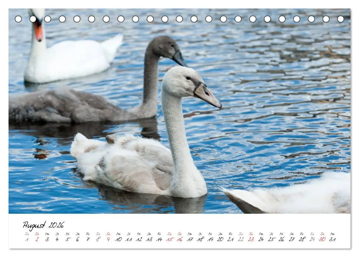 Bild: 9783516092868 | Vom Küken zum Schwan (Tischkalender 2026 DIN A5 quer), CALVENDO...