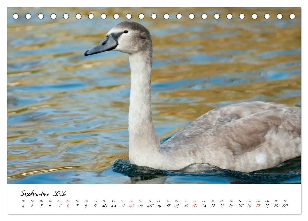 Bild: 9783516092868 | Vom Küken zum Schwan (Tischkalender 2026 DIN A5 quer), CALVENDO...