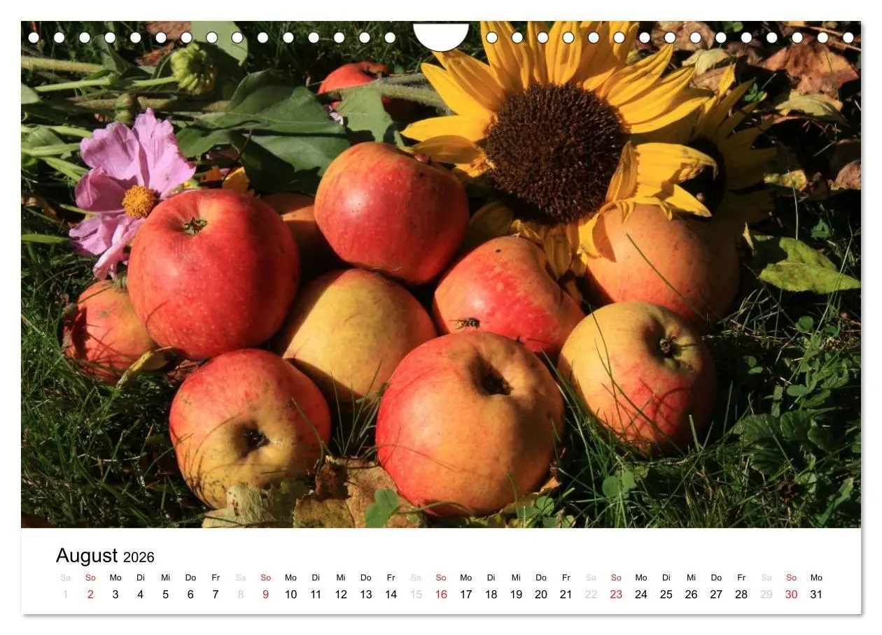 Bild: 9783516162868 | Alte Apfelsorten (Wandkalender 2026 DIN A4 quer), CALVENDO...