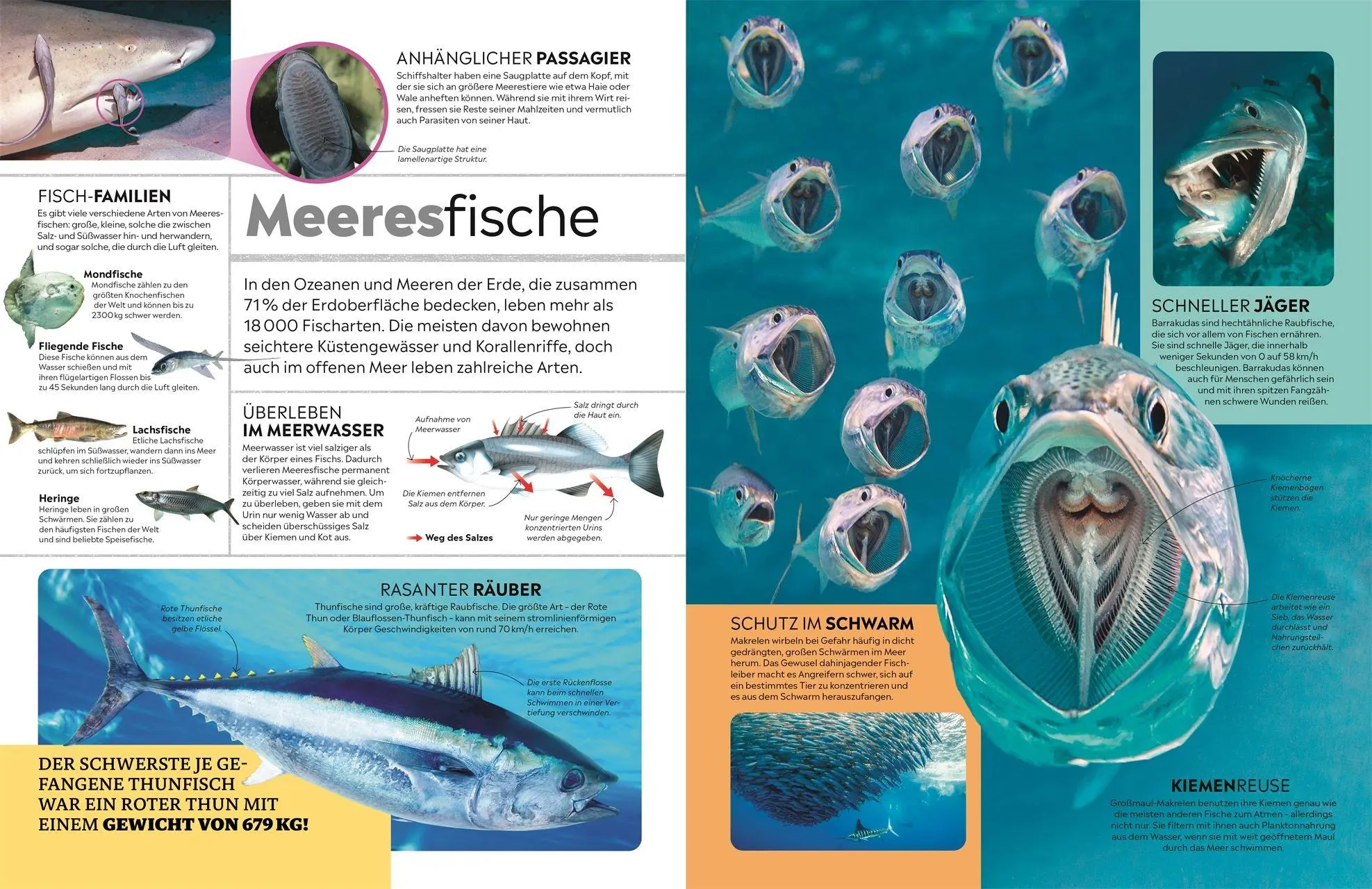 Bild: 9783831052868 | memo Wissen. Tiere | DK Verlag - Kids | Buch | memo Wissen | 272 S.