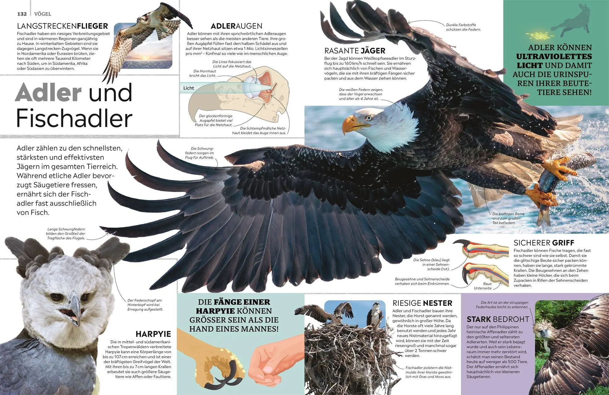 Bild: 9783831052868 | memo Wissen. Tiere | DK Verlag - Kids | Buch | memo Wissen | 272 S.