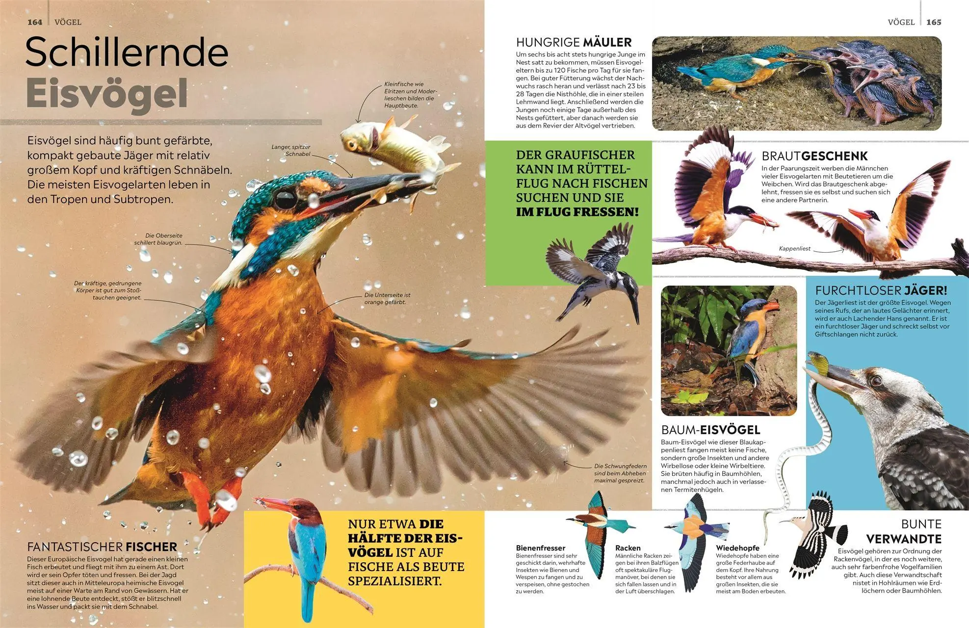Bild: 9783831052868 | memo Wissen. Tiere | DK Verlag - Kids | Buch | memo Wissen | 272 S.