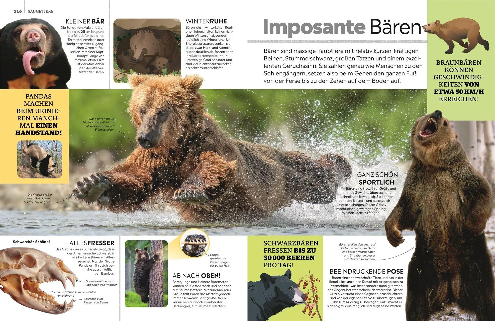 Bild: 9783831052868 | memo Wissen. Tiere | DK Verlag - Kids | Buch | memo Wissen | 272 S.