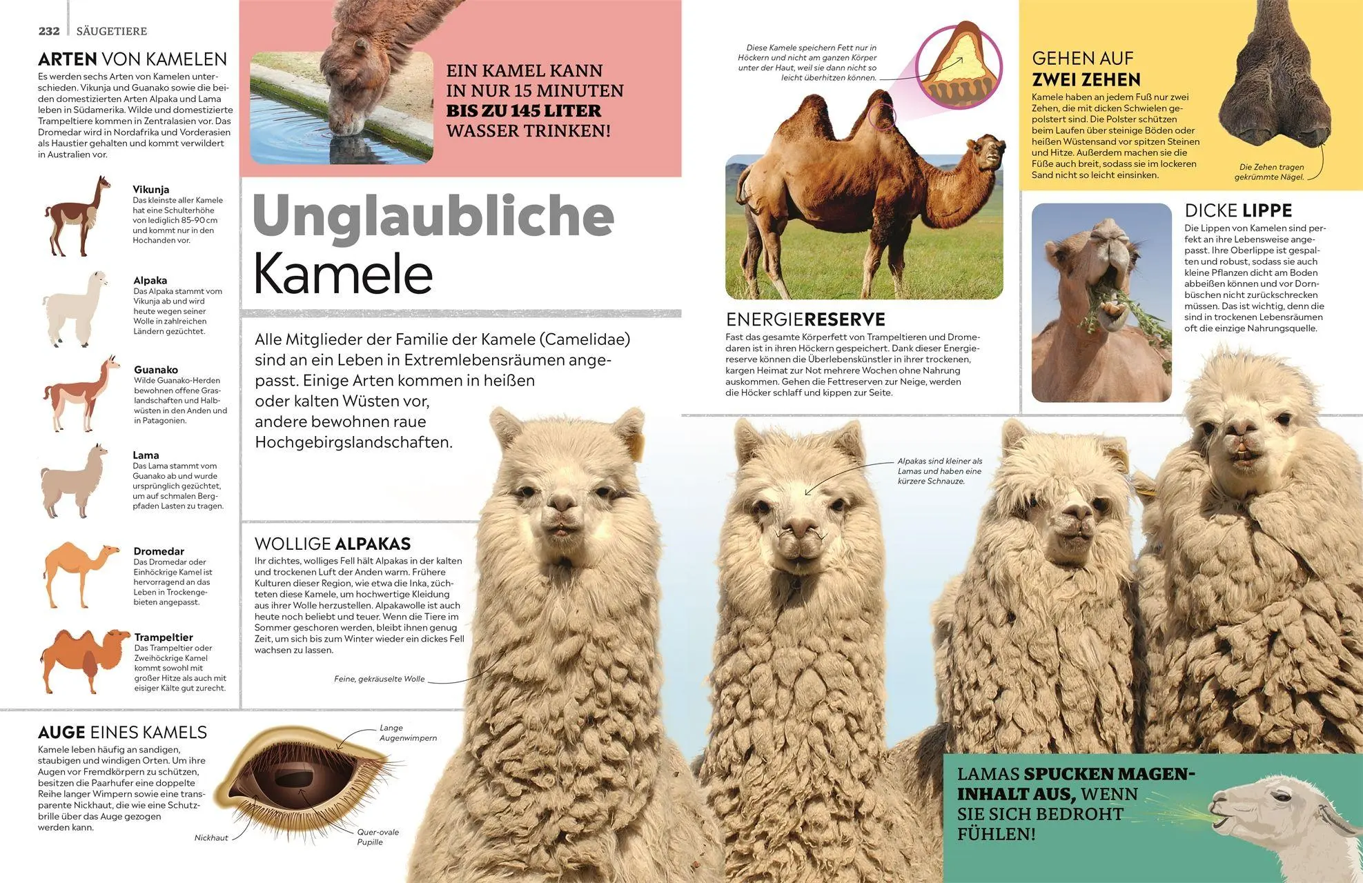 Bild: 9783831052868 | memo Wissen. Tiere | DK Verlag - Kids | Buch | memo Wissen | 272 S.