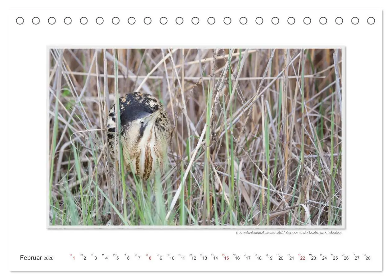 Bild: 9783516222968 | Neusiedler See / CH-Version (Tischkalender 2026 DIN A5 quer),...