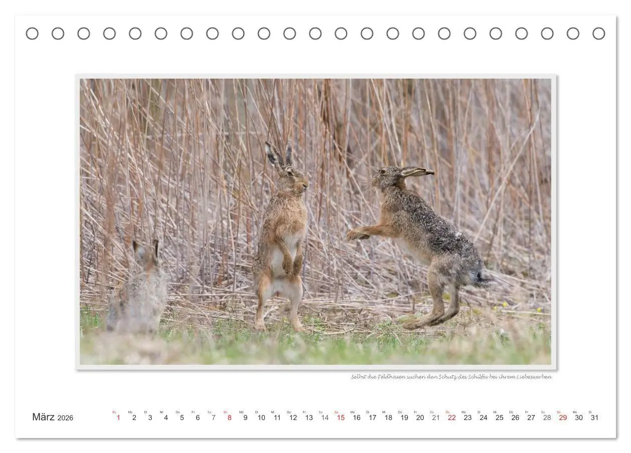 Bild: 9783516222968 | Neusiedler See / CH-Version (Tischkalender 2026 DIN A5 quer),...