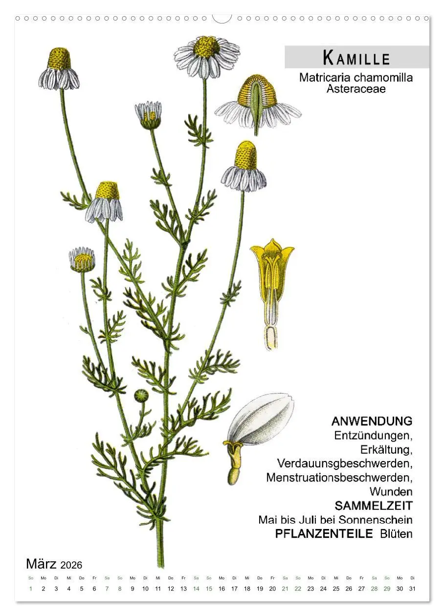 Bild: 9783516462968 | Heilpflanzen (hochwertiger Premium Wandkalender 2026 DIN A2 hoch),...