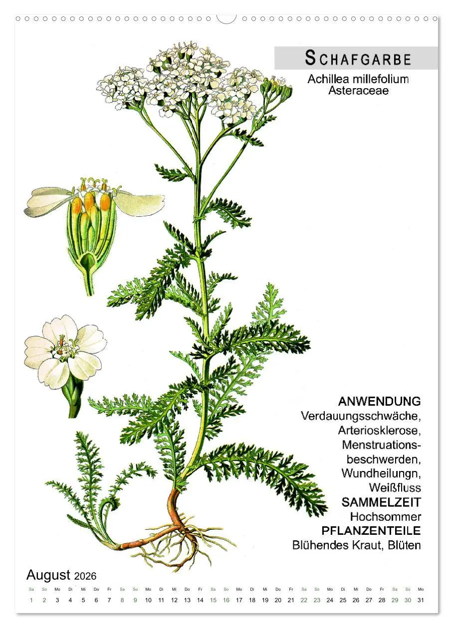 Bild: 9783516462968 | Heilpflanzen (hochwertiger Premium Wandkalender 2026 DIN A2 hoch),...