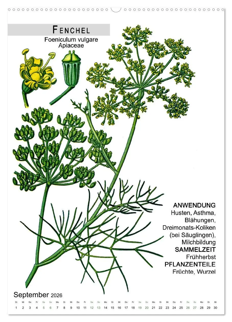 Bild: 9783516462968 | Heilpflanzen (hochwertiger Premium Wandkalender 2026 DIN A2 hoch),...