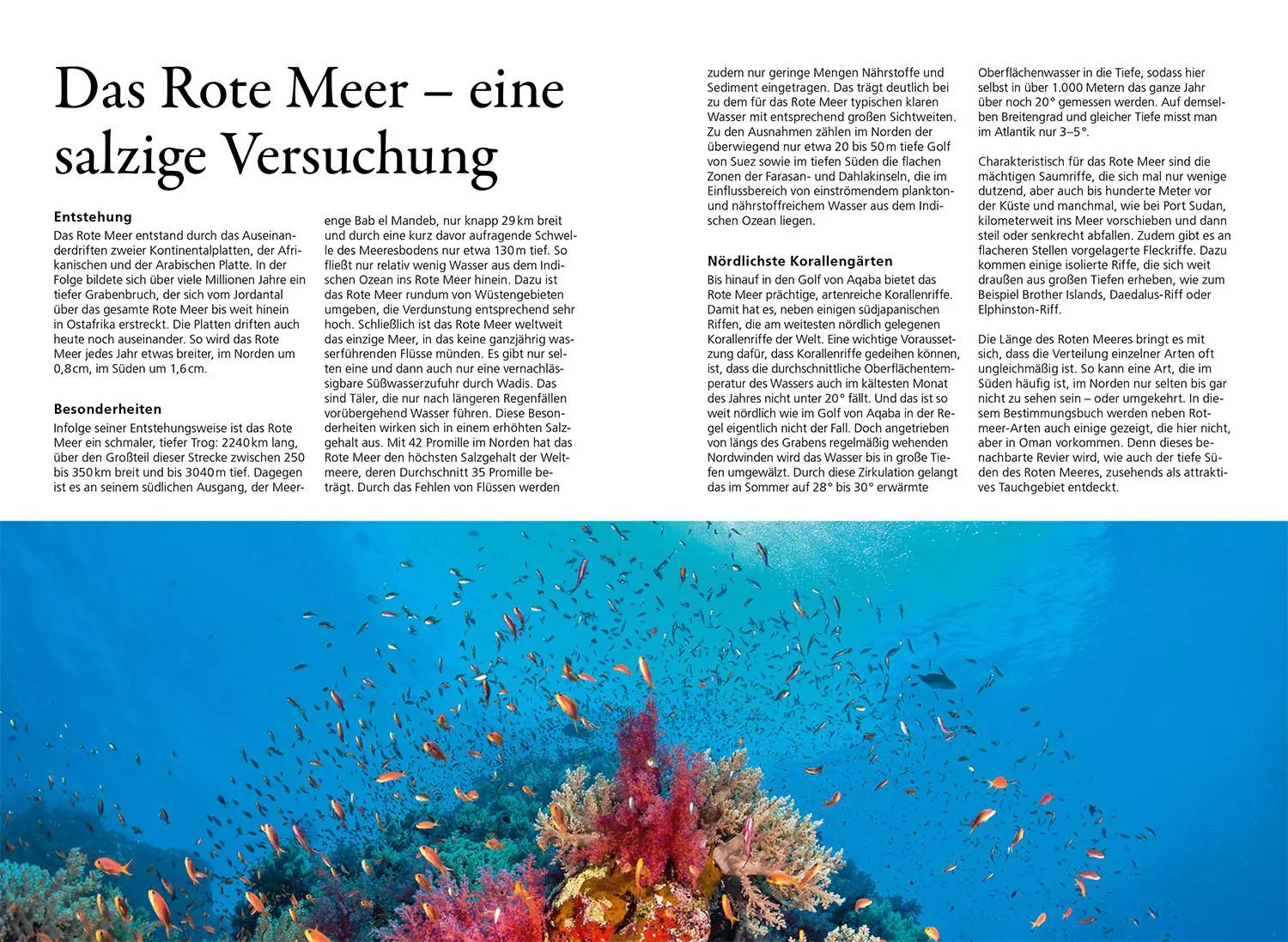 Bild: 9783440183168 | KOSMOS Riff-Führer Rotes Meer | Manuela Kirschner (u. a.) | Buch