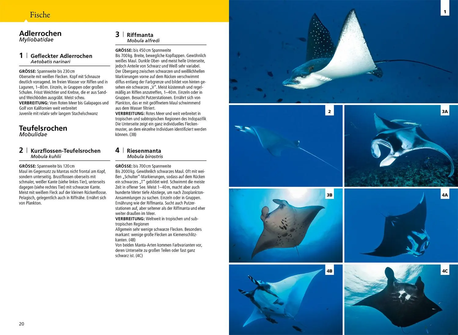 Bild: 9783440183168 | KOSMOS Riff-Führer Rotes Meer | Manuela Kirschner (u. a.) | Buch