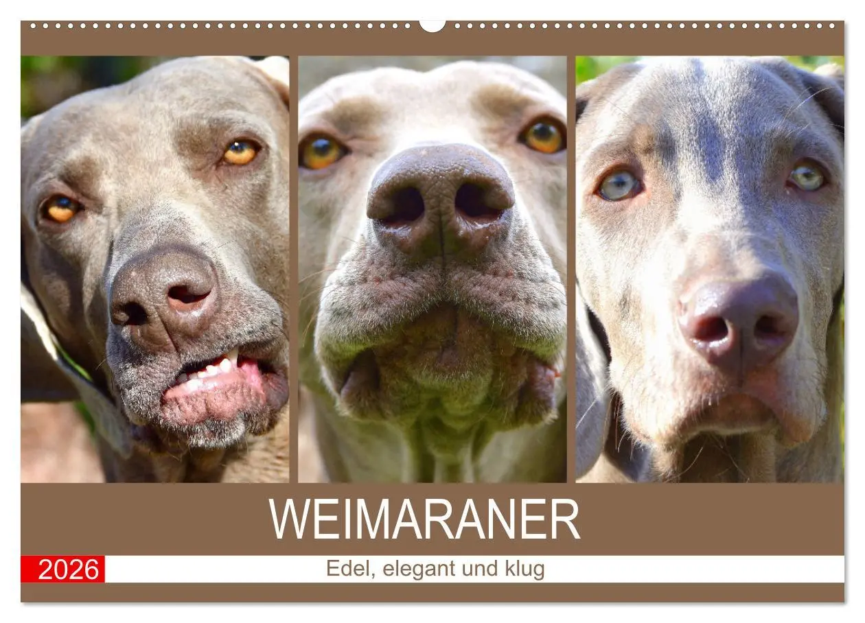 Cover: 9783457633168 | Weimaraner. Edel, elegant und klug (Wandkalender 2026 DIN A2 quer),...