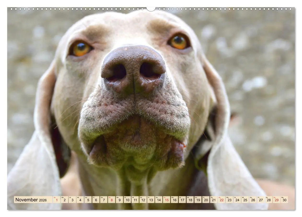Bild: 9783457633168 | Weimaraner. Edel, elegant und klug (Wandkalender 2026 DIN A2 quer),...