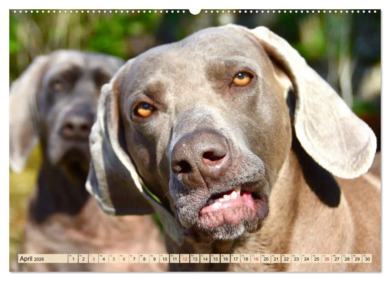 Bild: 9783457633168 | Weimaraner. Edel, elegant und klug (Wandkalender 2026 DIN A2 quer),...