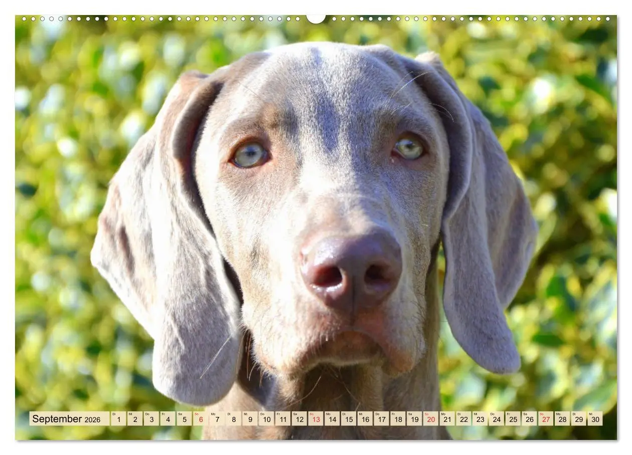 Bild: 9783457633168 | Weimaraner. Edel, elegant und klug (Wandkalender 2026 DIN A2 quer),...