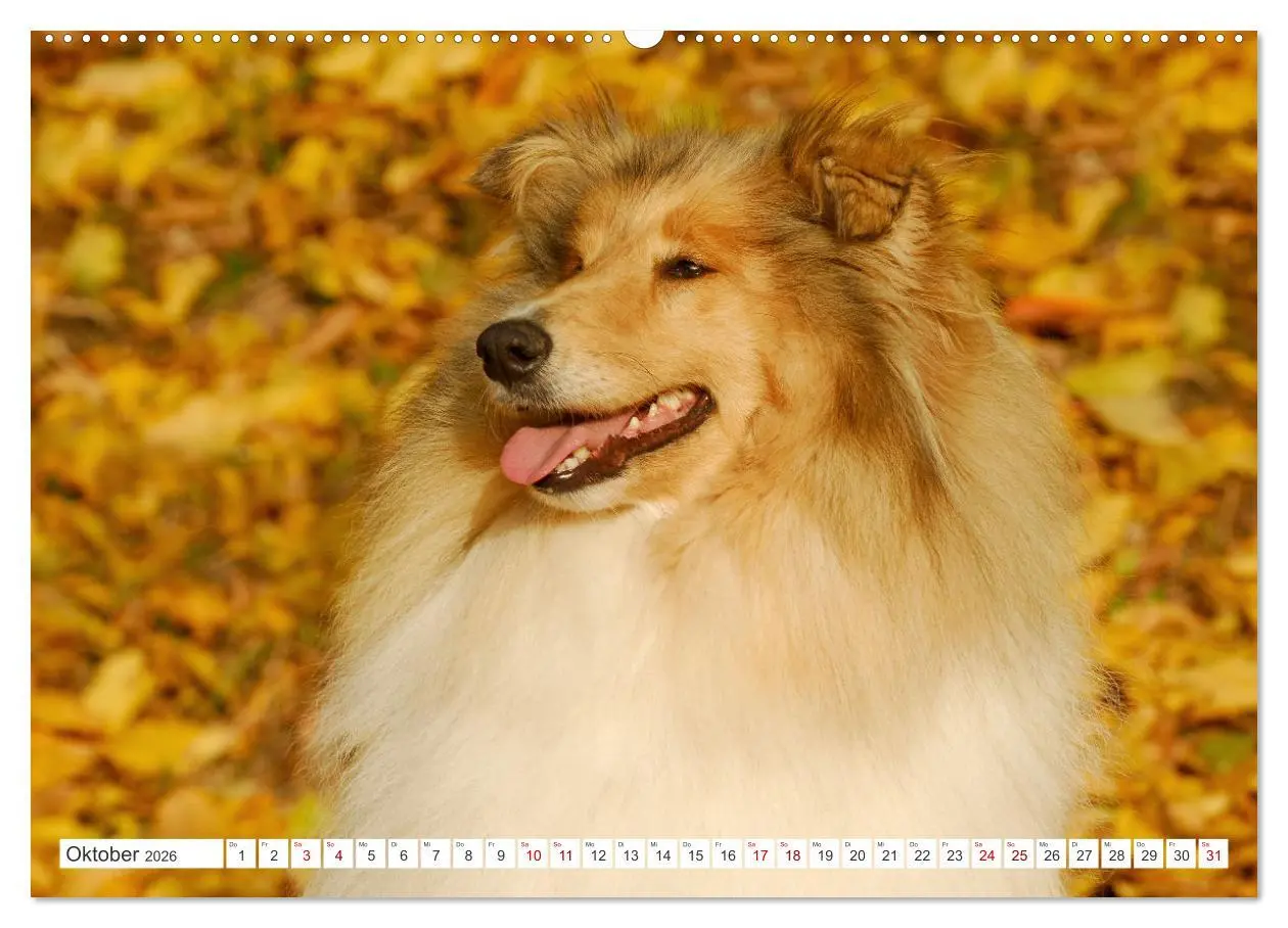 Bild: 9783457483268 | Collies - die schönsten Hunde der Welt (hochwertiger Premium...