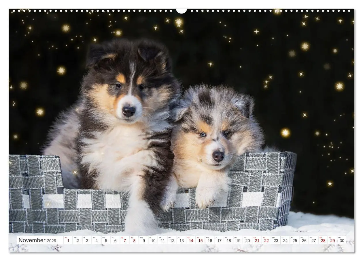 Bild: 9783457483268 | Collies - die schönsten Hunde der Welt (hochwertiger Premium...