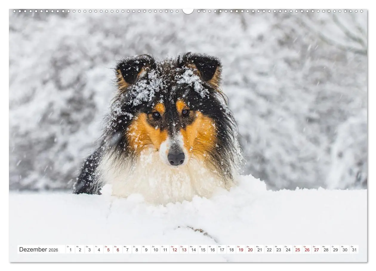 Bild: 9783457483268 | Collies - die schönsten Hunde der Welt (hochwertiger Premium...