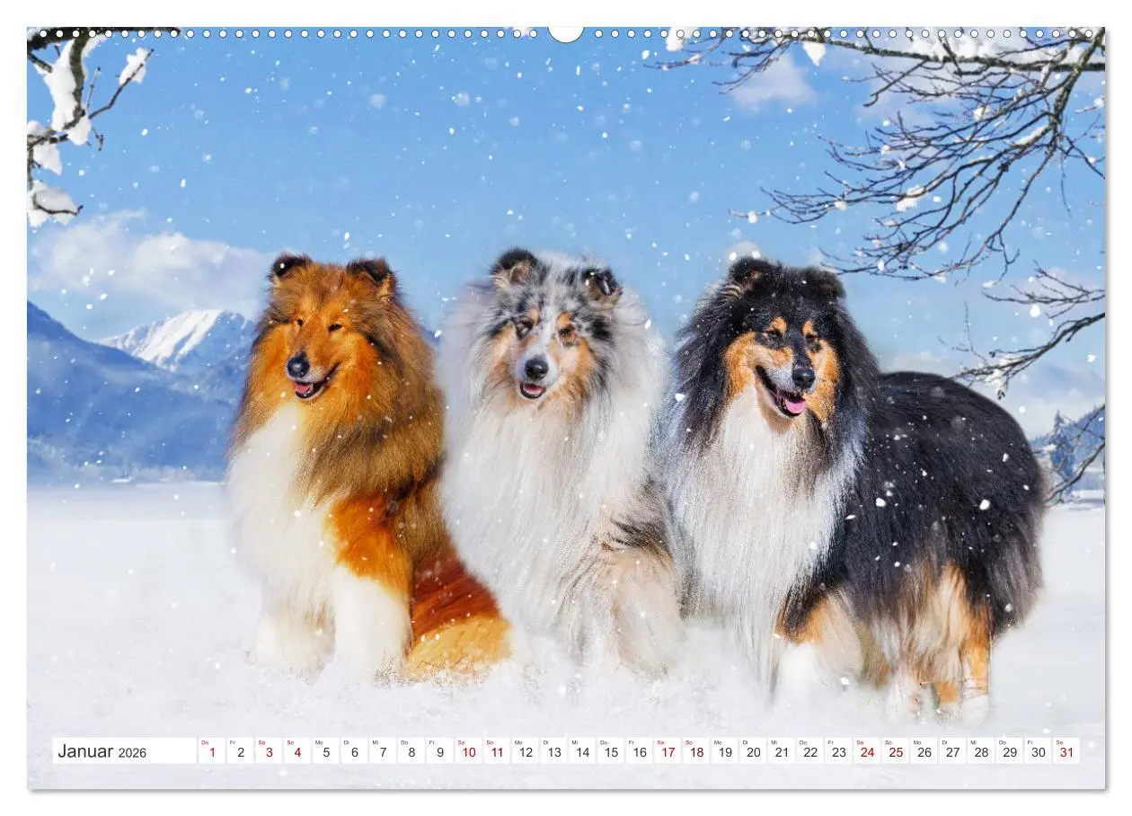 Bild: 9783457483268 | Collies - die schönsten Hunde der Welt (hochwertiger Premium...