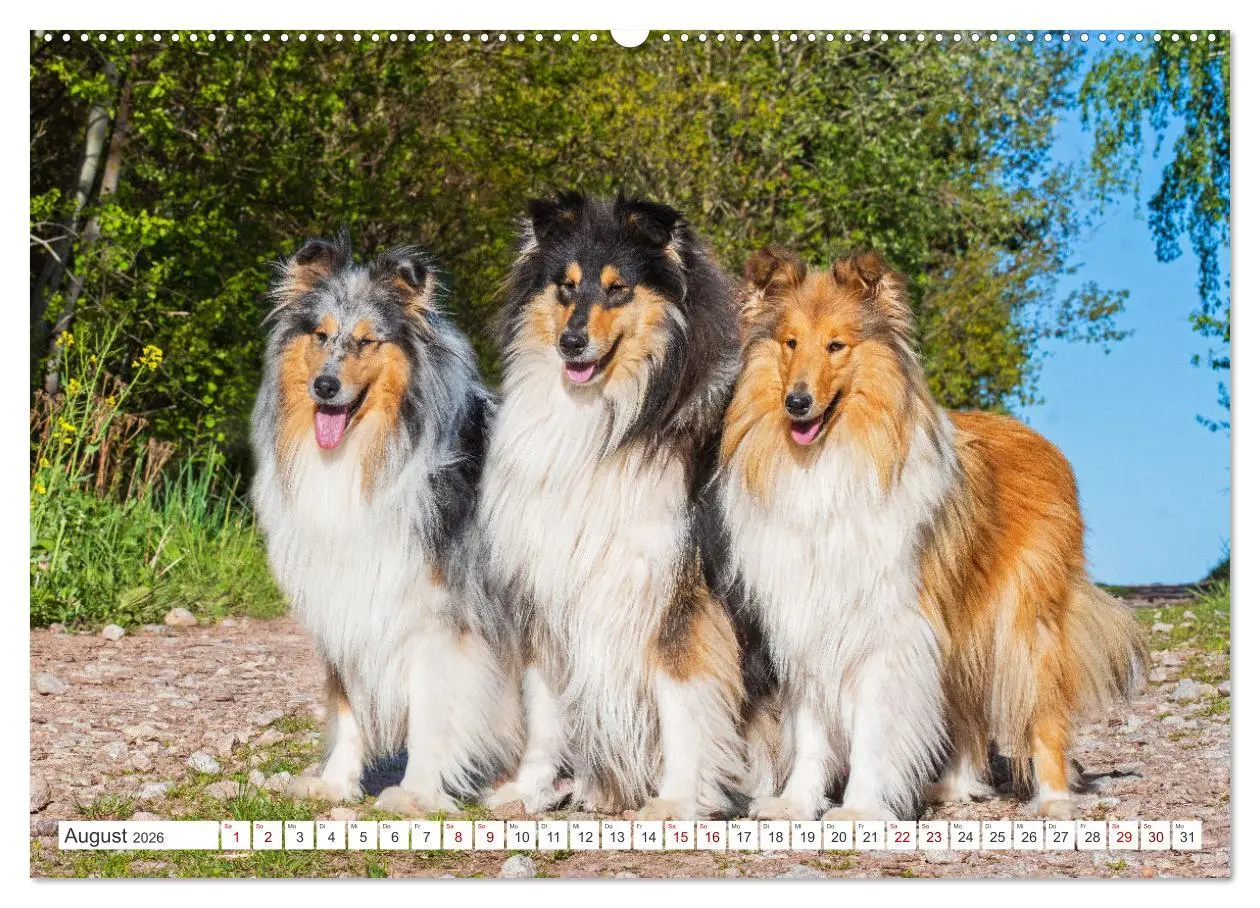 Bild: 9783457483268 | Collies - die schönsten Hunde der Welt (hochwertiger Premium...