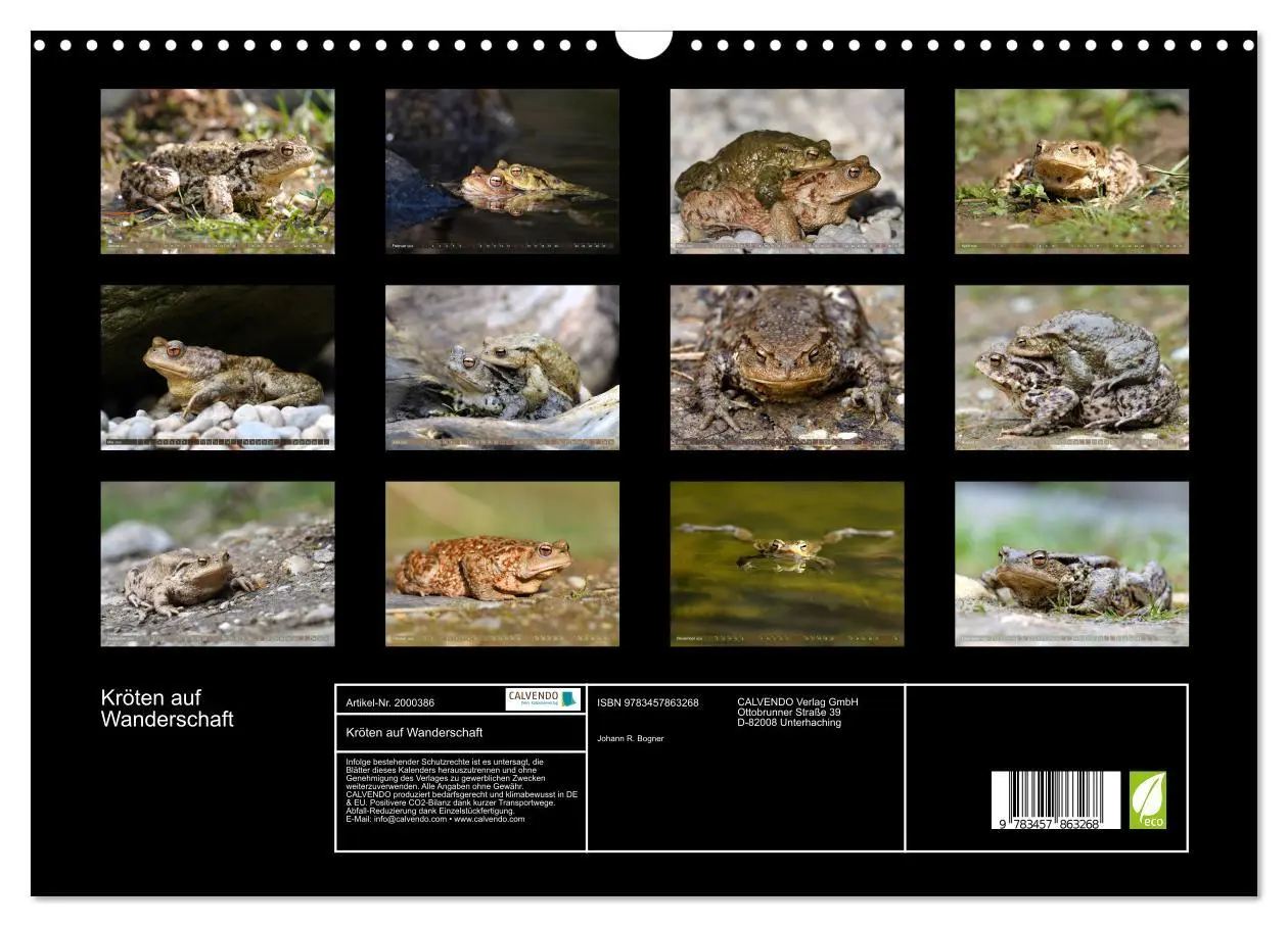 Bild: 9783457863268 | Kröten auf Wanderschaft (Wandkalender 2026 DIN A3 quer), CALVENDO...