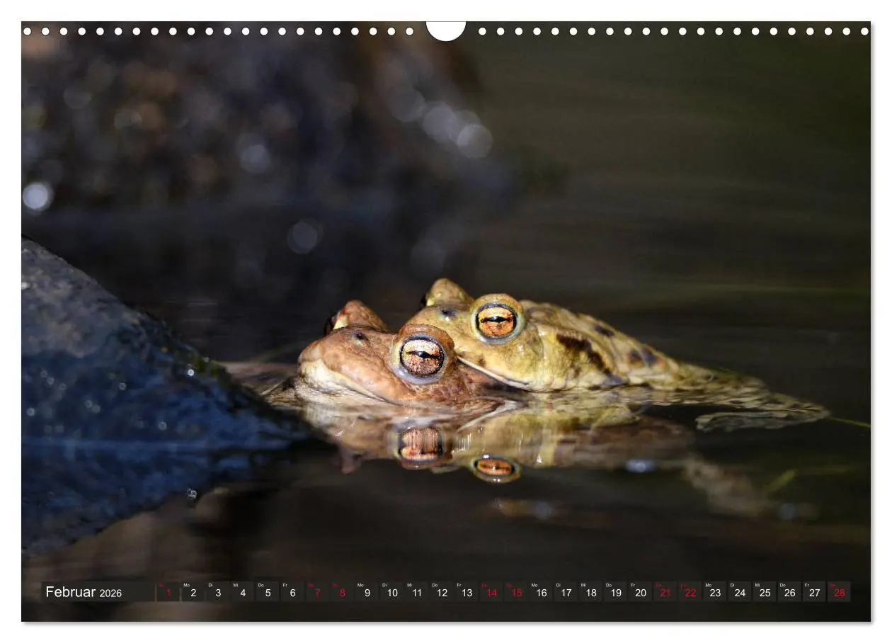 Bild: 9783457863268 | Kröten auf Wanderschaft (Wandkalender 2026 DIN A3 quer), CALVENDO...