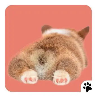 Bild: 4260478343368 | Memo-Spiel: Fluffy Butts - Finde den passenden Po zum Kopf! | Spiel