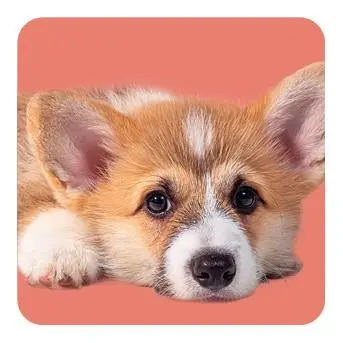 Bild: 4260478343368 | Memo-Spiel: Fluffy Butts - Finde den passenden Po zum Kopf! | Spiel