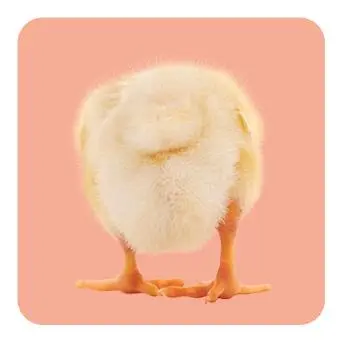 Bild: 4260478343368 | Memo-Spiel: Fluffy Butts - Finde den passenden Po zum Kopf! | Spiel