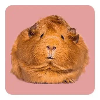 Bild: 4260478343368 | Memo-Spiel: Fluffy Butts - Finde den passenden Po zum Kopf! | Spiel