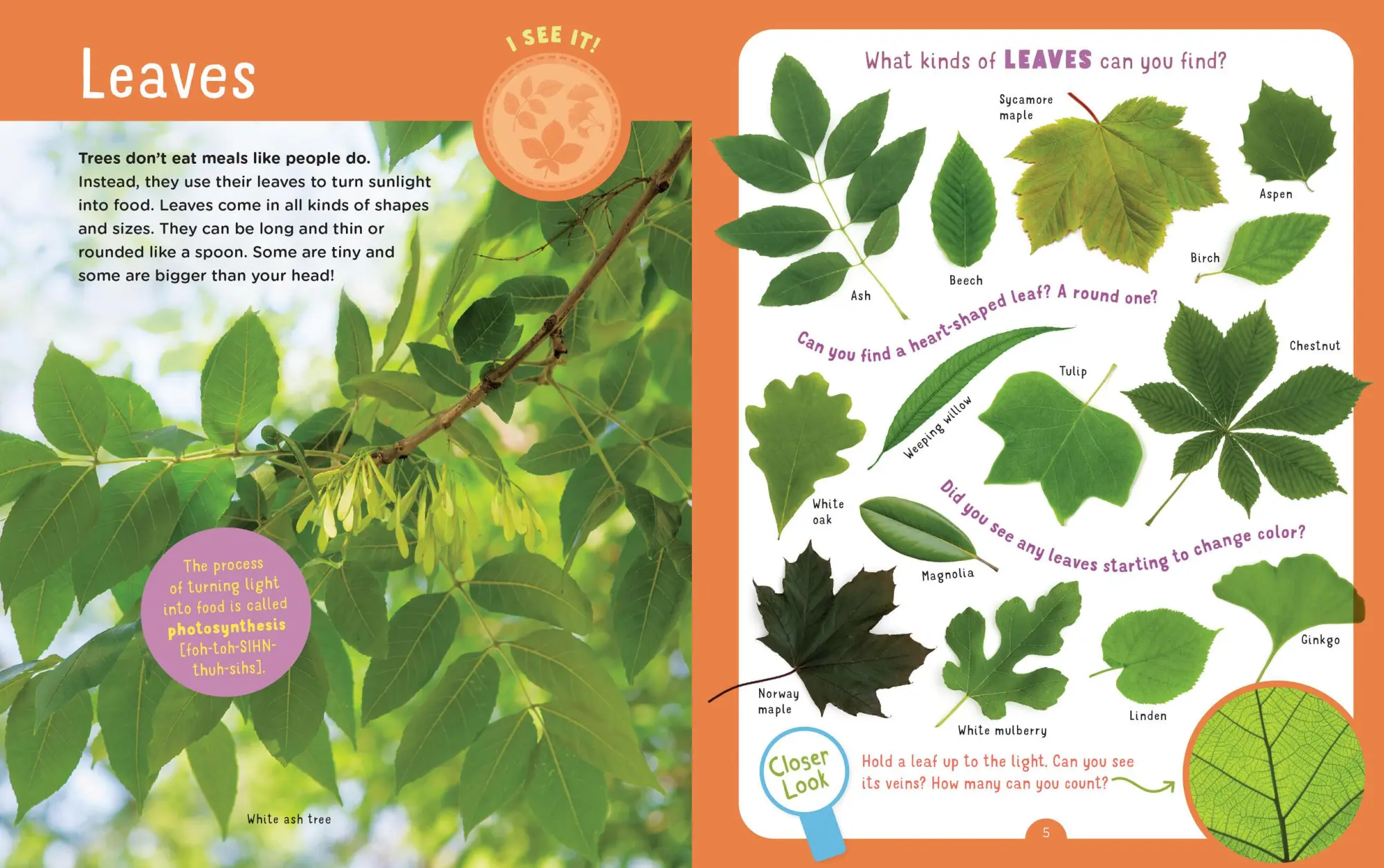 Bild: 9781635863468 | Backpack Explorer: Discovering Trees | What Will You Find? | Buch