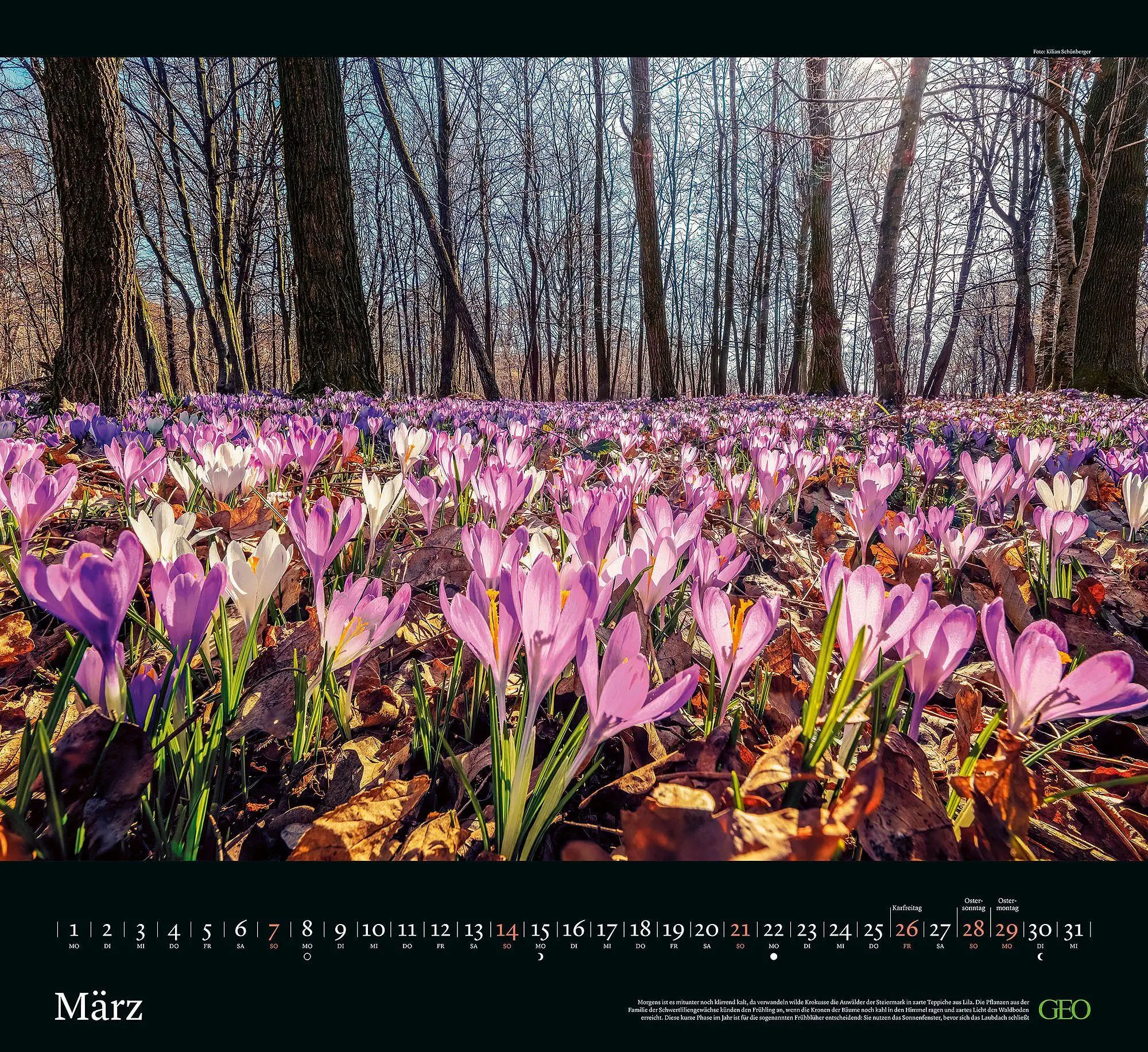 Bild: 4069095013568 | GEO Kalender: Sehnsucht Wald 2027 | Neumann Verlage GmbH &amp; Co KG