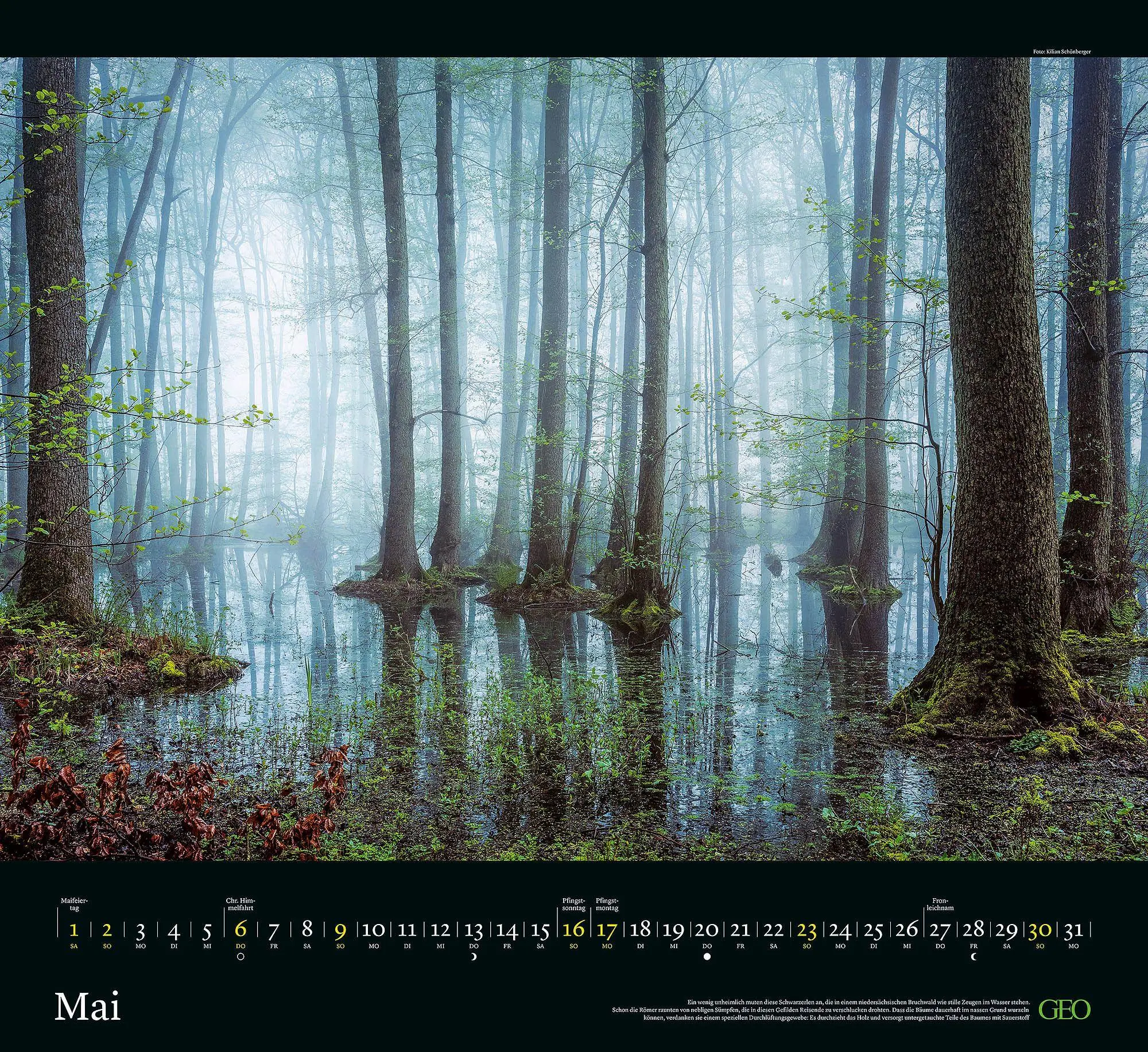 Bild: 4069095013568 | GEO Kalender: Sehnsucht Wald 2027 | Neumann Verlage GmbH &amp; Co KG