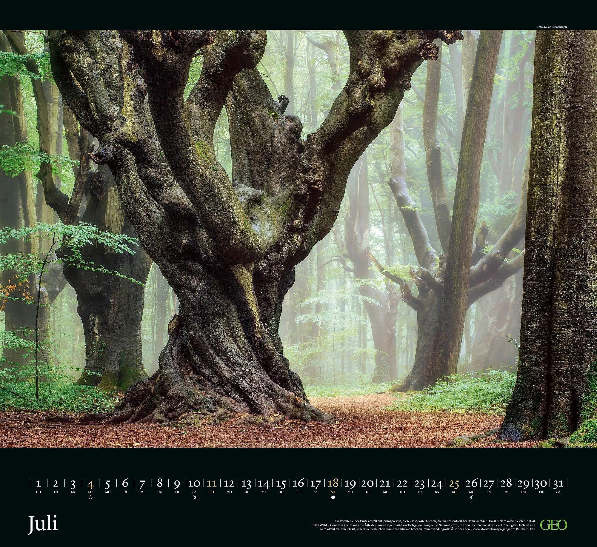 Bild: 4069095013568 | GEO Kalender: Sehnsucht Wald 2027 | Neumann Verlage GmbH &amp; Co KG