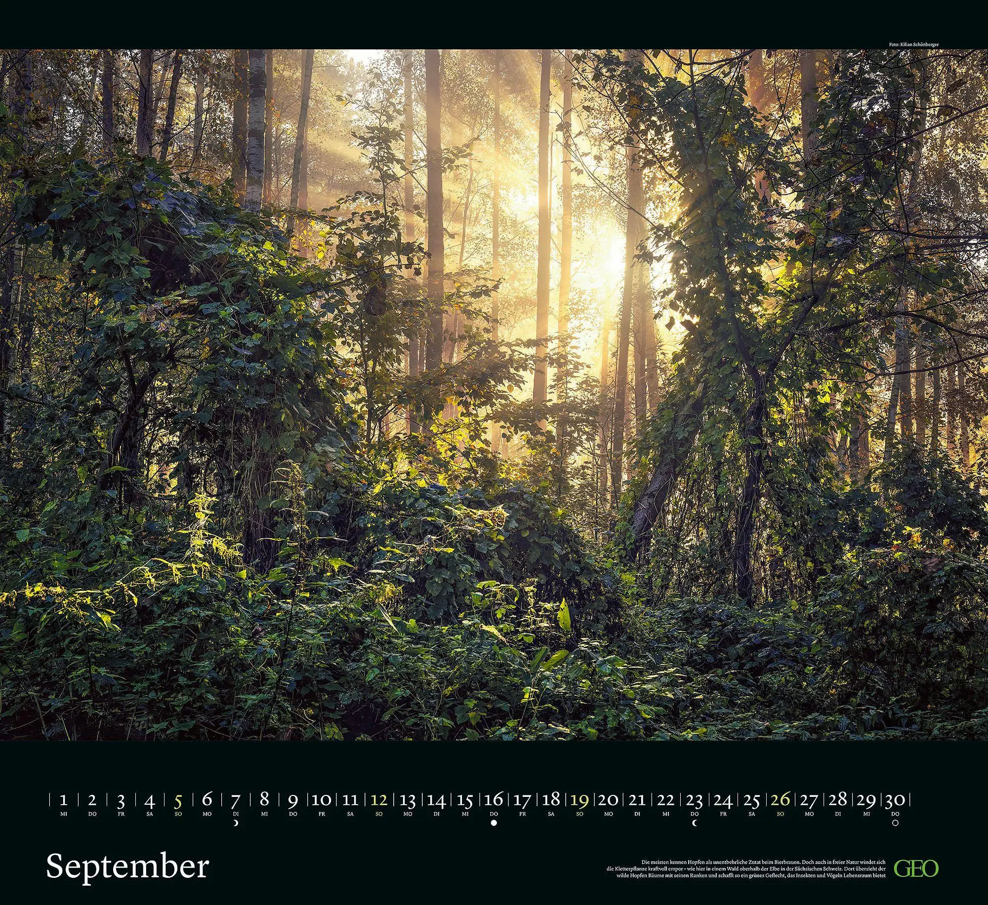 Bild: 4069095013568 | GEO Kalender: Sehnsucht Wald 2027 | Neumann Verlage GmbH &amp; Co KG
