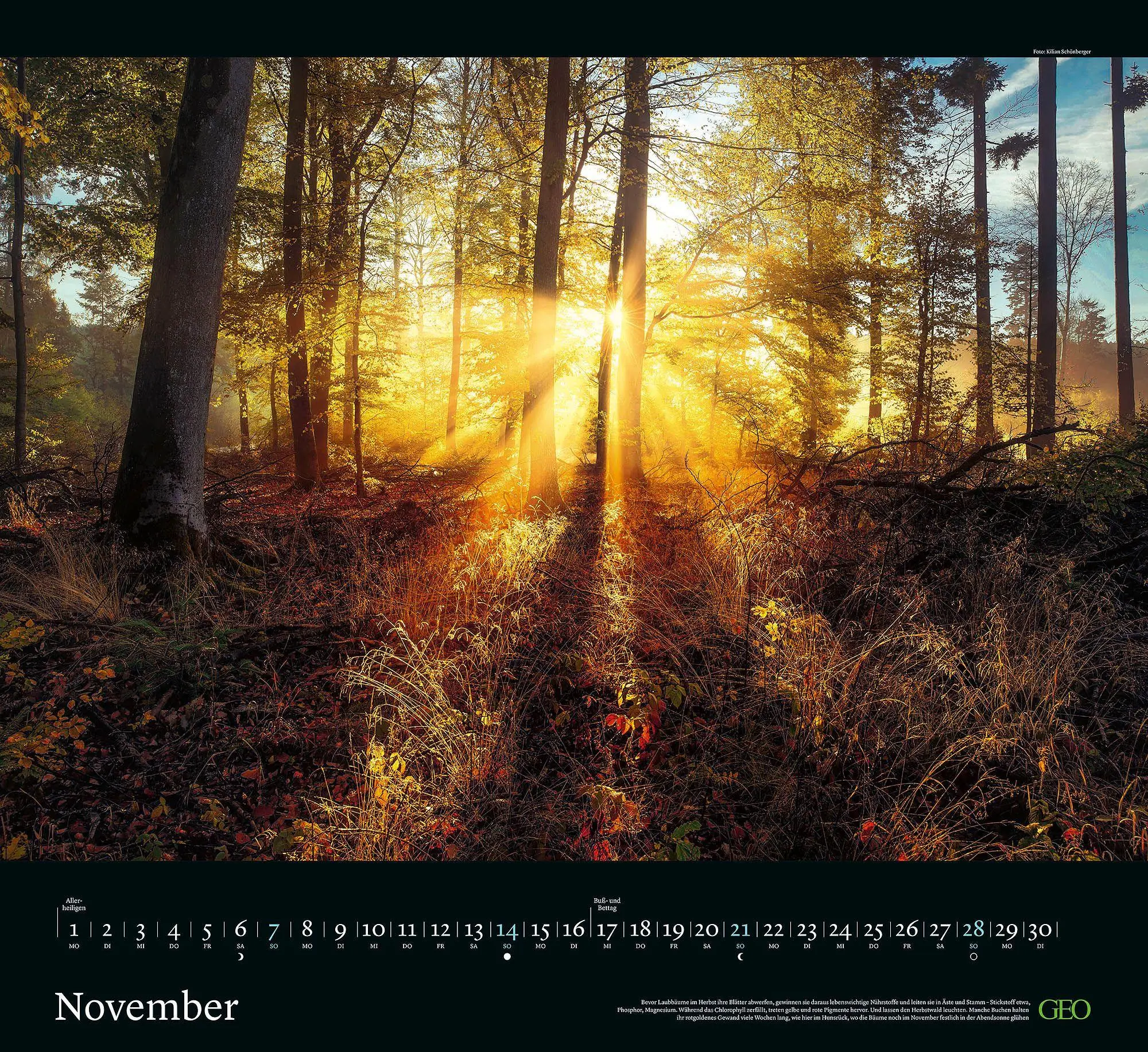 Bild: 4069095013568 | GEO Kalender: Sehnsucht Wald 2027 | Neumann Verlage GmbH &amp; Co KG